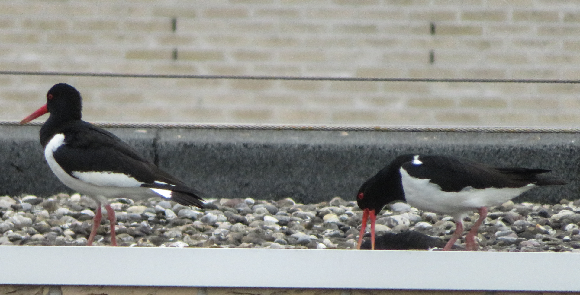 Normaal gedrag voor scholekster?